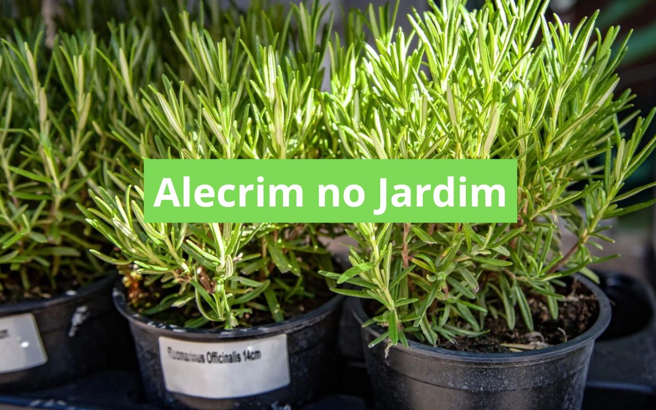 Alecrim no Jardim