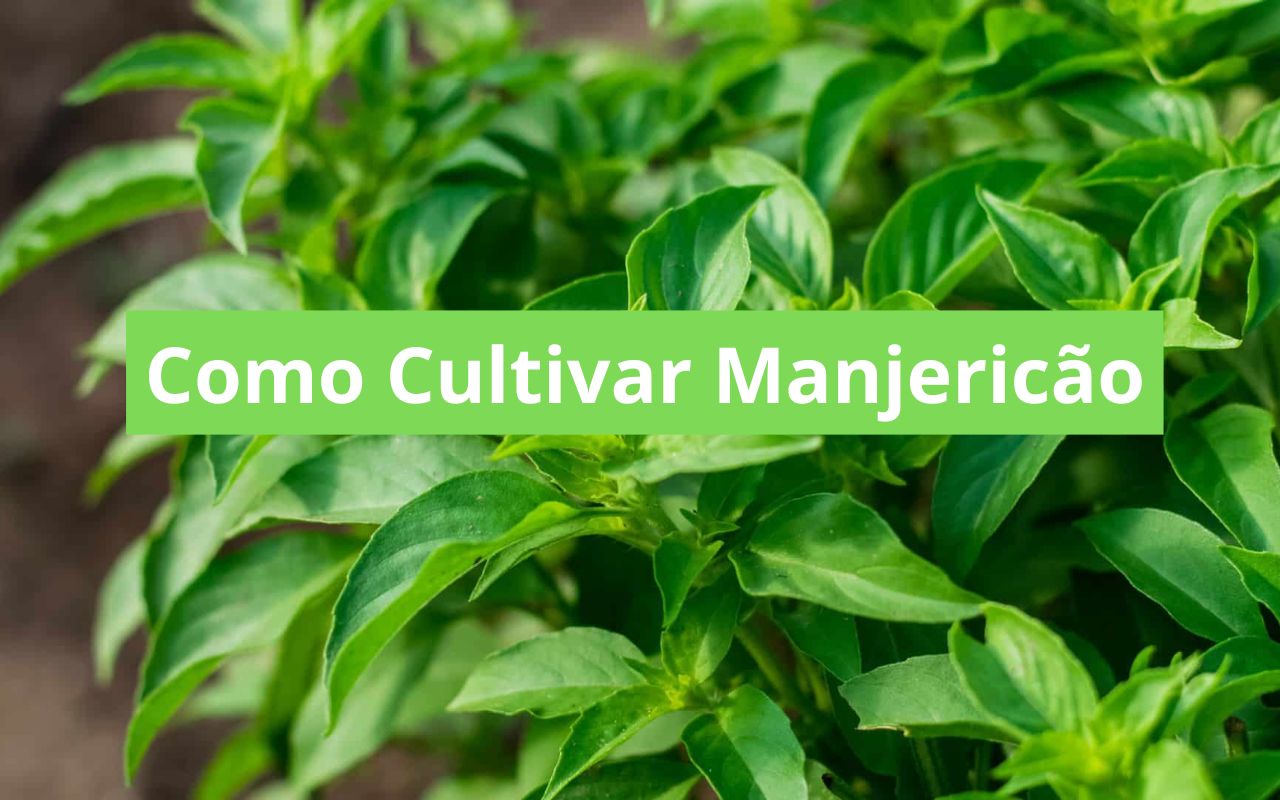 Como Cultivar Manjericão