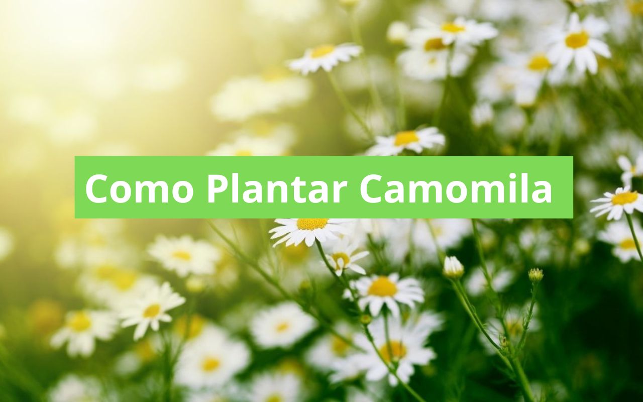 Como Plantar Camomila
