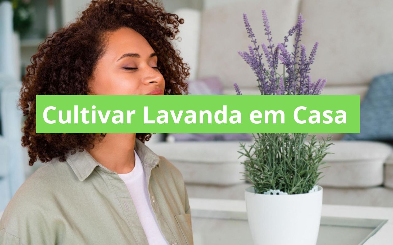 Cultivar Lavanda em Casa