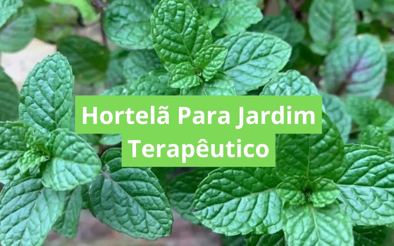 Hortelã Para Jardim Terapêutico