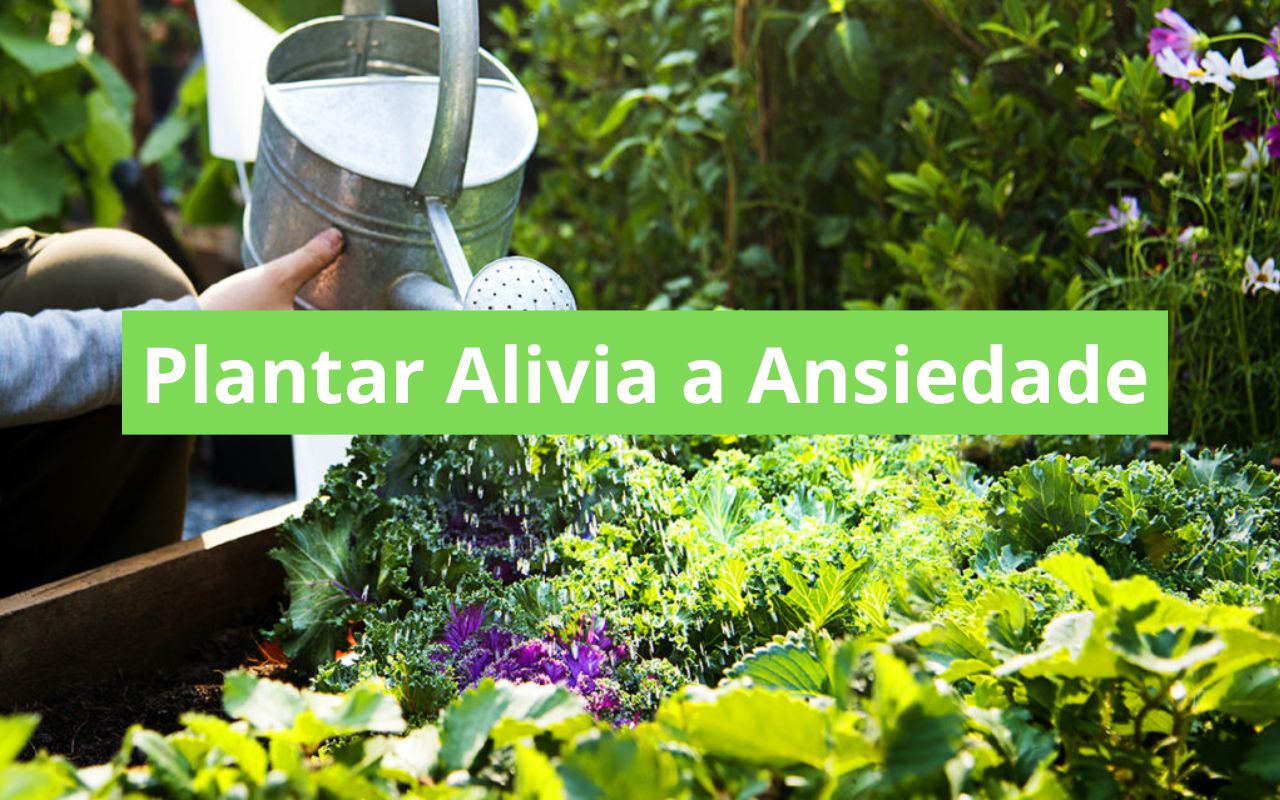 Plantar Alivia a Ansiedade
