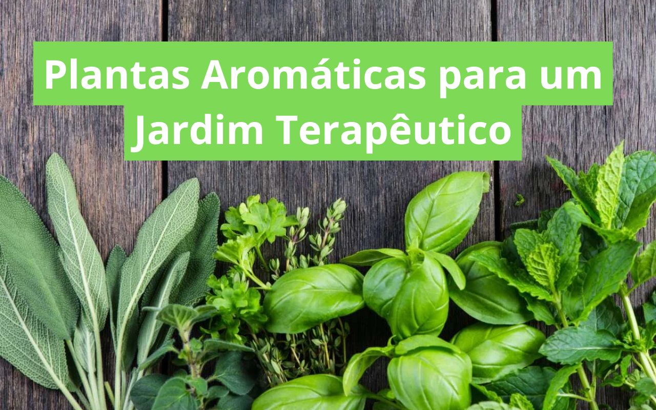 Plantas Aromáticas para um Jardim Terapêutico