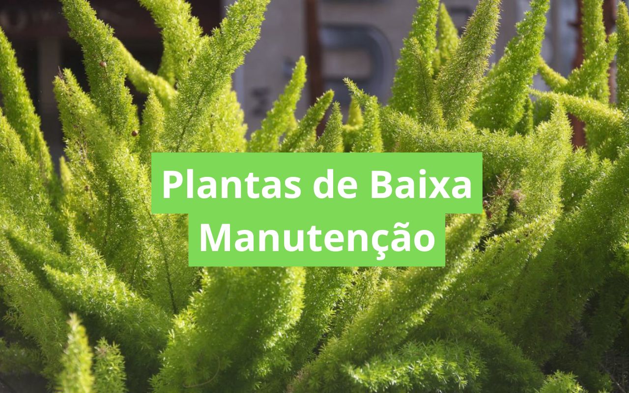 Plantas de Baixa Manutenção