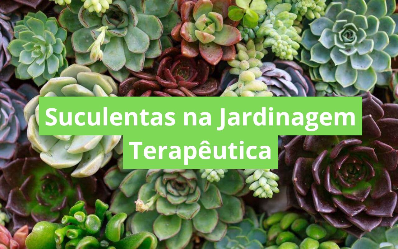Suculentas na Jardinagem Terapêutica